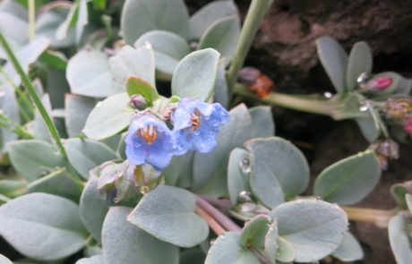 Islanda-Fiori-0488
