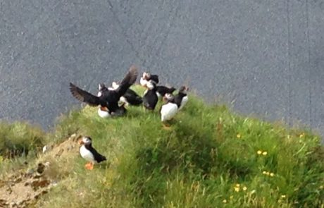 Islanda-Puffin-2812