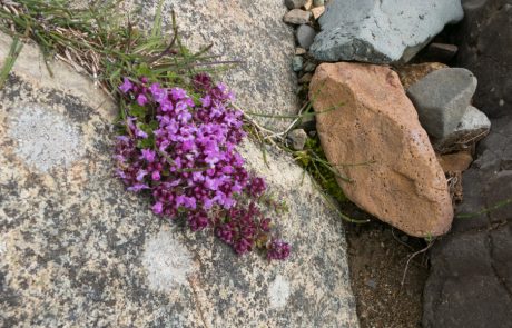 Islanda-fiori&roccia-0691