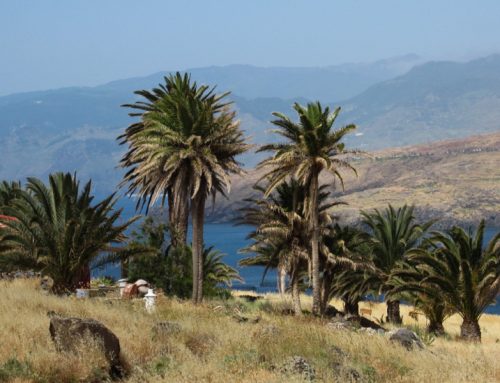 Madeira trekking: montanas e levadas