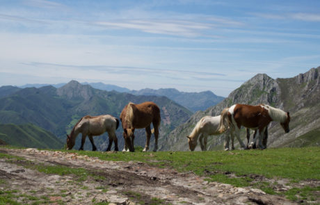 Trekking-Picos-de-Europa-Cuera-6050123 Sierra del Cuera, cavalli al pascolo