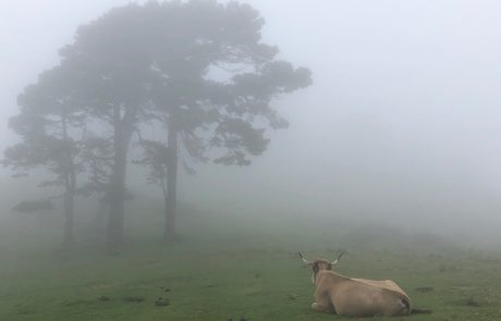 Picos de Europa – Sueve Picos de Europa - Sueve