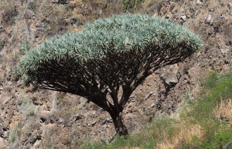 Santo Antao – Dragoeiro Dragoeiro, l'albero simbolo dell'arcipelago