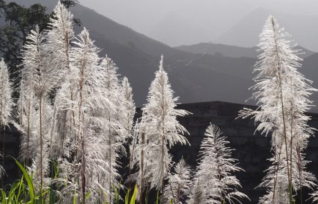 Santo Antao Il fiore della canna da zucchero