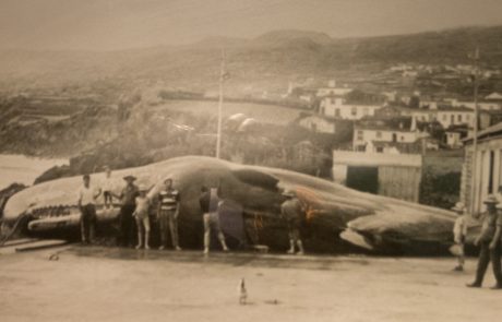 Azzorre-6649