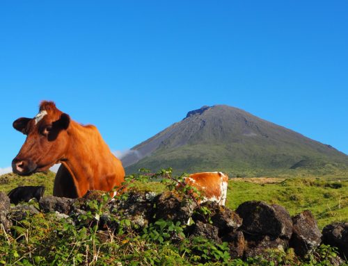 Trekking alle Azzorre: Pico e Faial