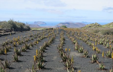Lanzarote-8192