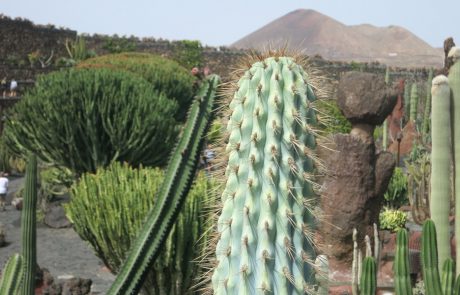 Lanzarote-9486
