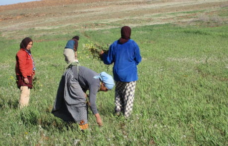 Marocco-trekking-Siroua-0622 Donne al lavoro nei campi