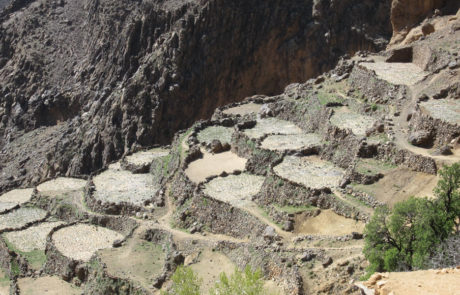 Marocco-trekking-Siroua-Terrazze-0695 Terrazze coltivate salendo verso il Djebel Siroua