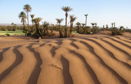 Marocco-SirouaMarocco-trekking-Siroua-Deserto-Draa Oasi nel deserto della valle della Draa