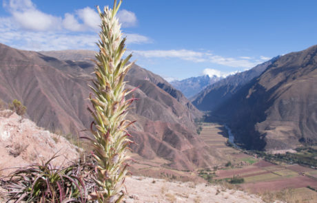 Peru-Machu-picchu-3077 El Valle Sacrado, la valle del fiume Urubamba