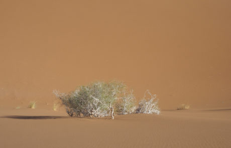 Marocco-Chegaga-1080793 Dune di Chegaga, Marocco