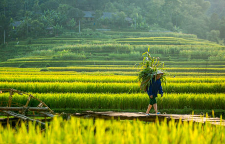 Trekking in Vietnam – Pu Luong-nord-e-Sapa-0 Vietnam - Trekking tra le risaie di Pu Luong
