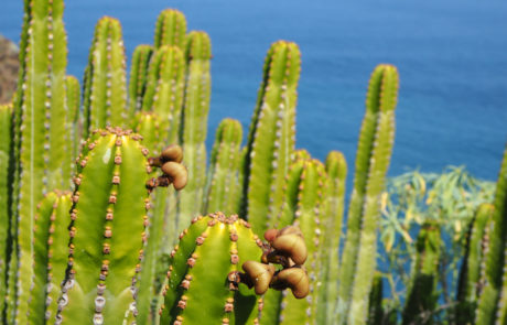 Anthora-LaPalma-2020-2120746 Un tipo di euforbia, molto diffusa: il cardon canario