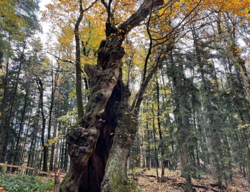 Il Castagno Miraglia a Camaldoli