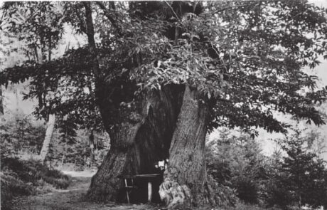Il castagno Elena Miraglia in una foto dei primi anni del 900